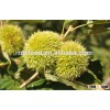 Bulk chinese fresh chestnuts wholesale chestnuts for Sale