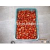 wholesale chestnut