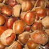 roasted chestnut( low price)