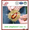 Chinese healthy Fresh Chestnuts on sale with lowest price