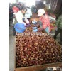 Chinese fresh chestnuts in production area with good price and high quality