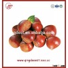 Export New Crop healthy Organic Fresh Bulk Chestnuts wholesale
