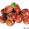 New Crop Fresh Chestnuts