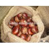 Fresh Chestnut 30-40 Specification for Middle East Market