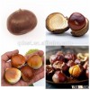 Healthy Frozen Roasted Chestnut In Shell IQF Roasted Chestnuts