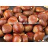 Organic Chinese Fresh Chestnuts on sale with cheap price for sale best service