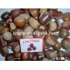 Chinese fresh chestnut wholesale price for size of 40-60pcs