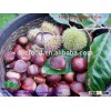 Organic Chinese Fresh Chestnuts 40-60 pcs