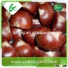 Bulk fresh frozen chestnuts