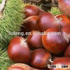 40-60pcs per kg Specification of Fresh Raw chestnut