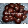 Bulk organic fresh chestnut supplying from China