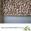 High Quality LSKB/ American Round Shape Beans/ Kidney Beans