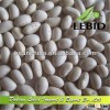 Provide Small White Beans Product,New Crop,Navy Beans