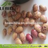 Dried Round Shape Kidney Beans Xinjiang Origin, Light Speckled Kidney Beans