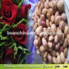Xinjiang Origin New Crop Light Speckled Kidney Beans Round Shape