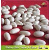 Medium Size White Kidney Beans Spanish Type Wholesale