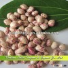 Wholesale Light Speckled Kidney Beans, Xinjiang Origin