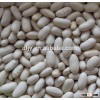 White Kidney Beans,White Beans,Factory ,Baishake Type