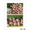 Light Speckled Kidney Beans Round Shape Xinjiang Origin
