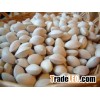 Ginkgo nuts