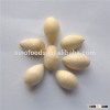 Bai Guo Best selling Ginkgo nuts Fresh Raw Ginkgo Nuts