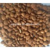 good quality bitter apricot kernel