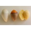 High Quality Gingko Nuts Grade A