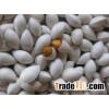 Raw Ginkgo Nuts Kernel
