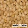 Ginkgo Nut in shell/ Fried Ginkgo Nuts