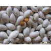 Best Quality Ginkgo Nuts