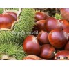 New crop raw chestnut from original place in China