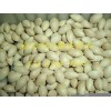 ginkgo nuts for sale