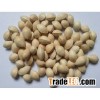 gingko nuts without shell/ Raw Ginkgo Nuts/ Dried gingko good quality.