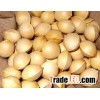 sun dried gingko