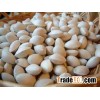 Split Ginkgo Nuts