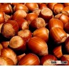 Blanched and Unblanched Hazelnut / Cobnuts or FilbertsAvailable In Good SIzes
