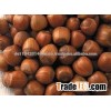 raw hazelnuts in shell