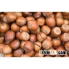 Raw Hazelnuts For Sale