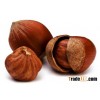 Hazelnut for export