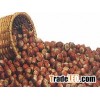 Rotten Hazelnuts