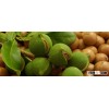 Clean quality Macadamia Nuts For Sale