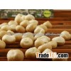Best Quality Raw Macadamia Nuts