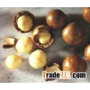 Best Quality Macadamia Nut/ QUALITY ALMOND, MACADEMIA, CASHEW NUTS for SALE
