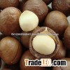New Stock Organic Macadamia Nuts for sale