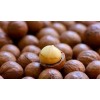 Raw & Roasted Macadamia Nuts In 10kgs/25kgs/bag, 50kgs/bag