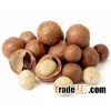 Macadamia Nuts with High Quality from Thailand