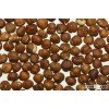Macadamia nuts in shell available for saless...