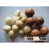 Macadamia Nut in Shell For Sale