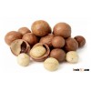 Quality macadamia nuts in shell