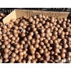 Macadamia Nuts With Shell for sale in Bulk from Thailand( Best market Prices)